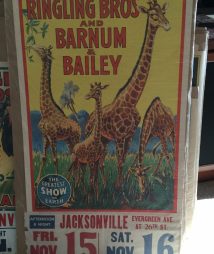 Ringling Bros and Barnum & Bailey Circus Giant Giraffes